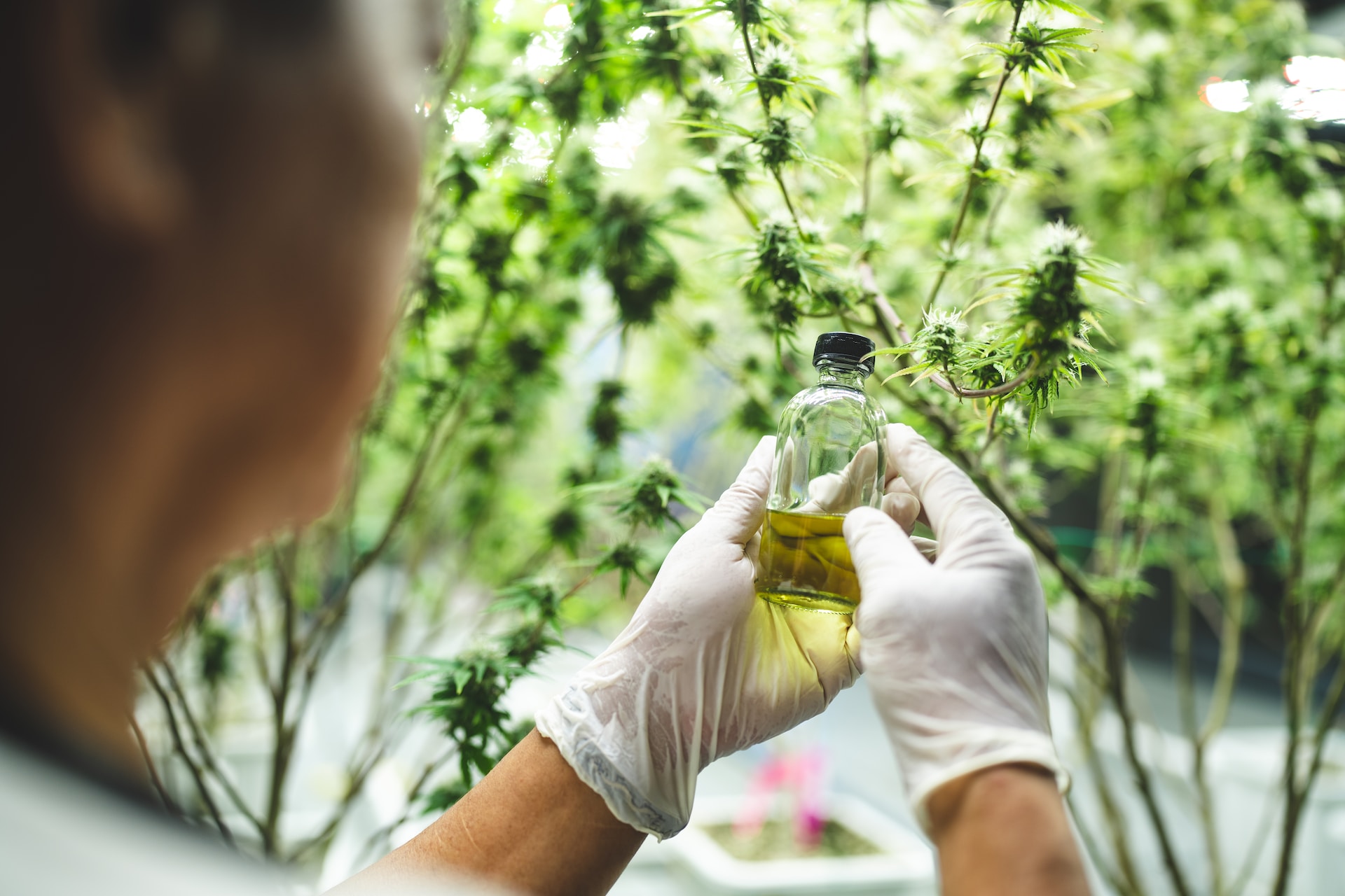 Exploring the Best: The Top 10 CBD Products for Enhanced Health and Wellness