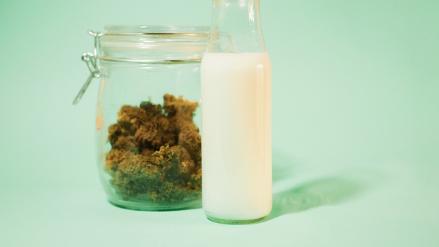 the importance of understanding how long cbd stays in breastmilk