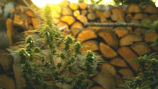 detailed look at maryland's recreational marijuana laws