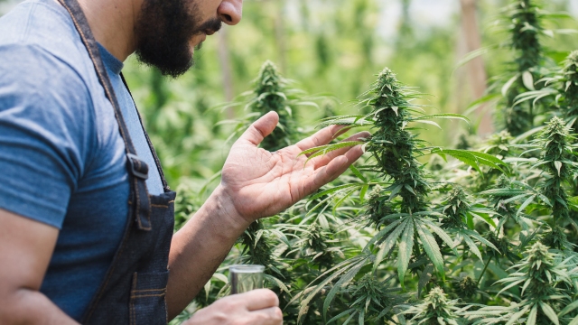 understanding recreational marijuana use in dc