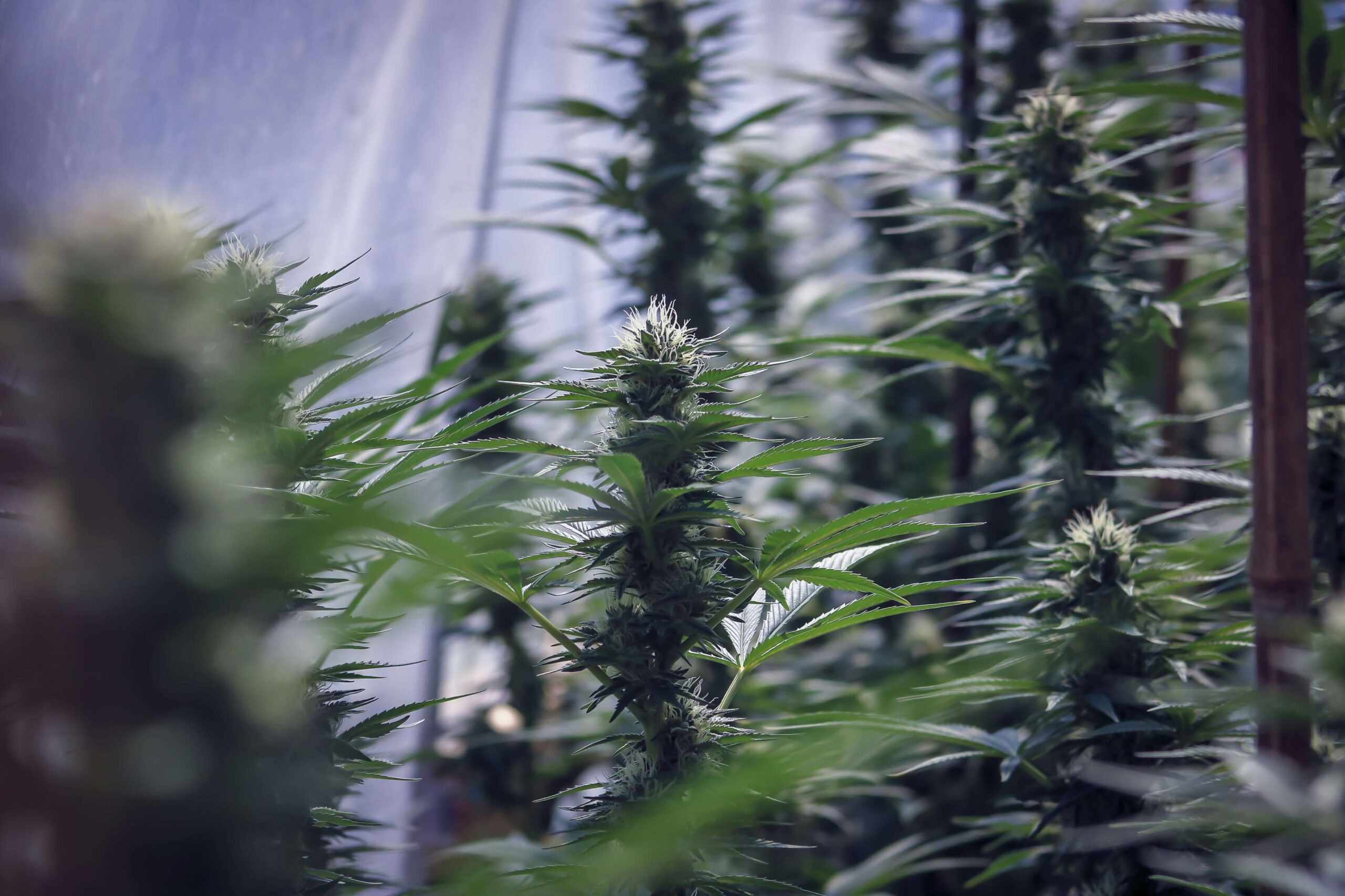 Is Pineapple Express Indica or Sativa? What You Need to Know