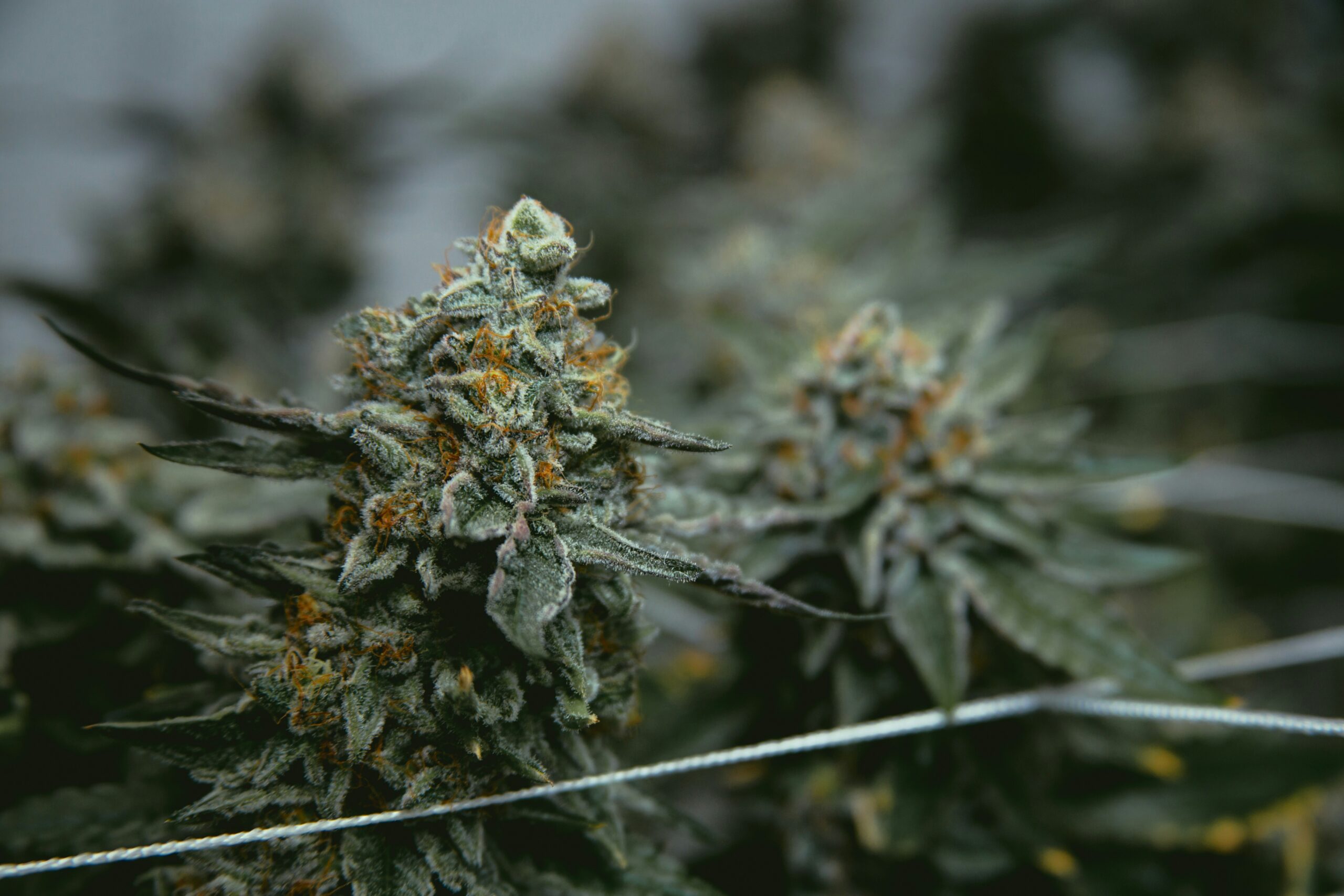 close up picture of weed with snow caps