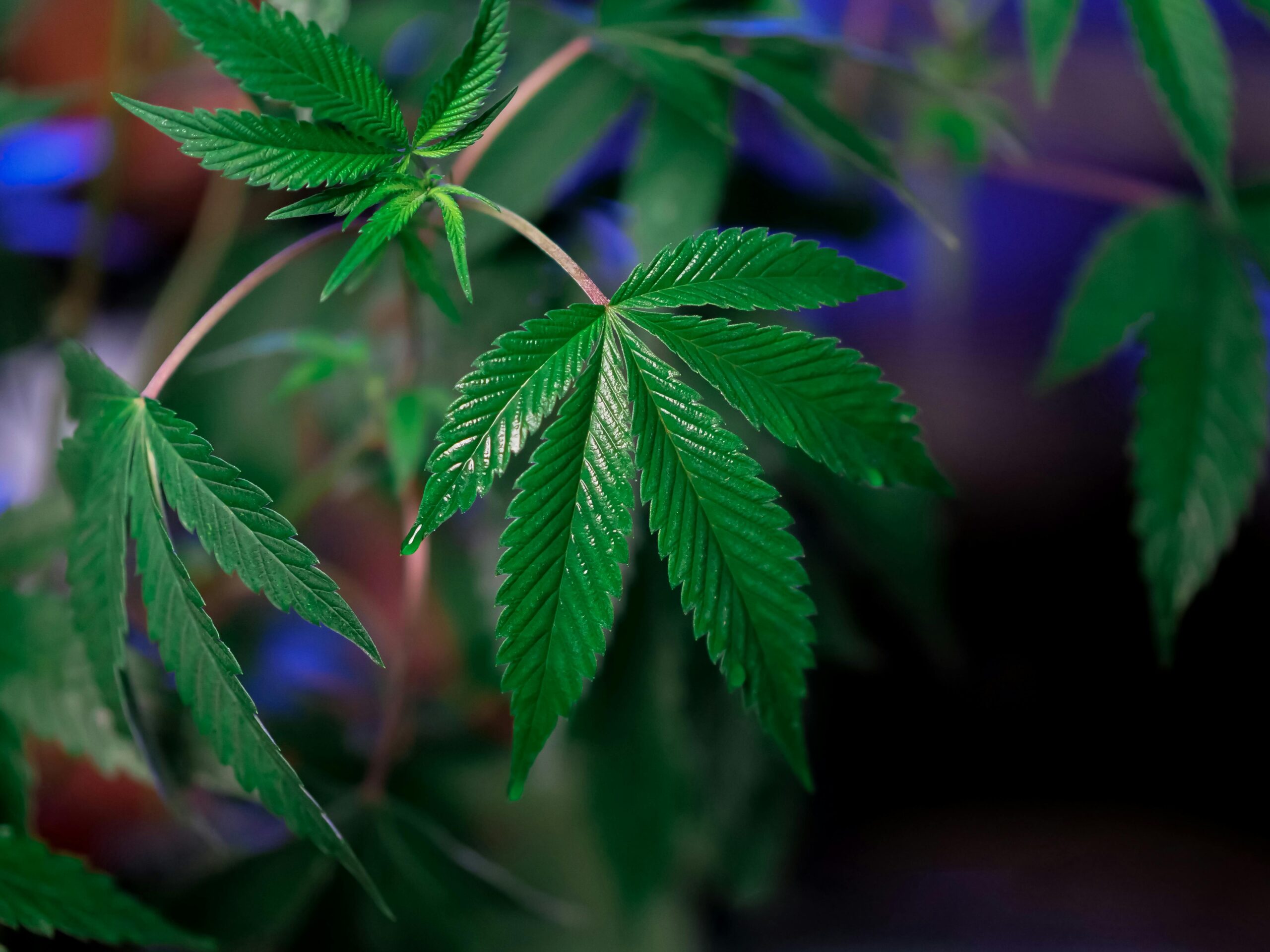 weed stems